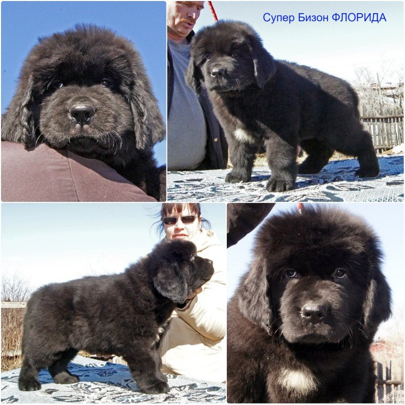 Фотография № 235625