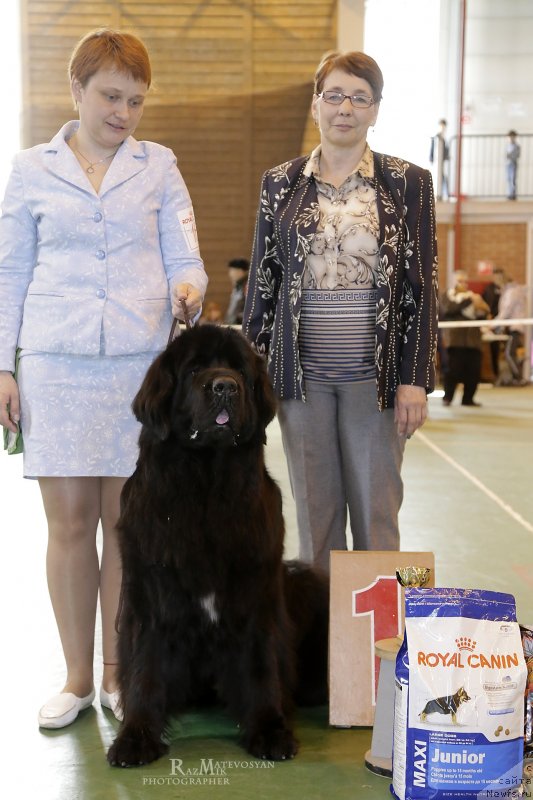 Фото: ньюфаундленд Акватория Келвин Яуза (Aquatoriya Kelvin Yauza)