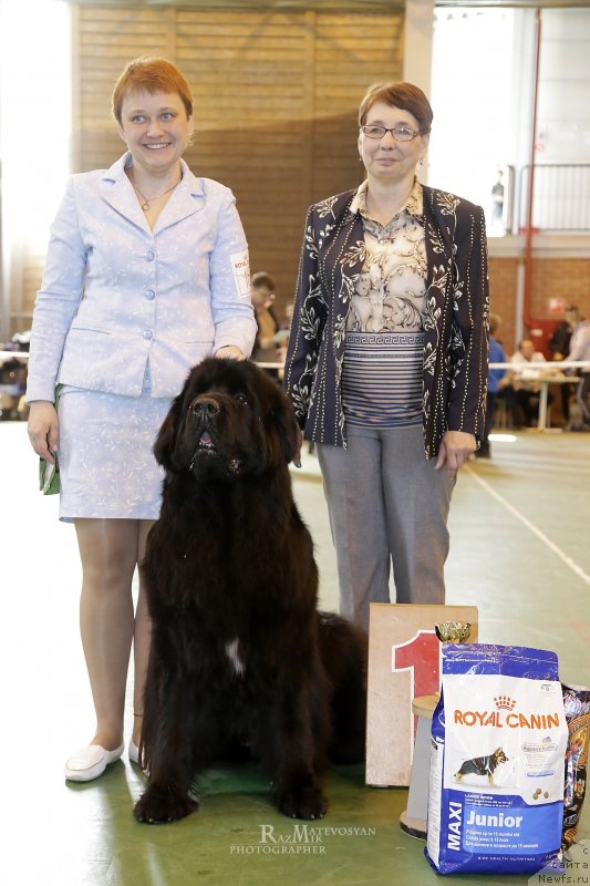 Фото: ньюфаундленд Акватория Келвин Яуза (Aquatoriya Kelvin Yauza)