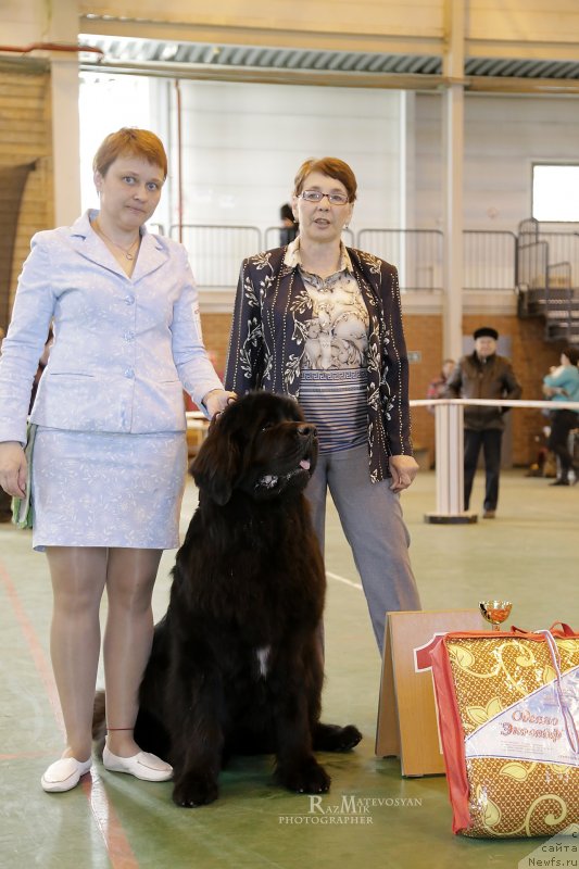 Фото: ньюфаундленд Акватория Келвин Яуза (Aquatoriya Kelvin Yauza)