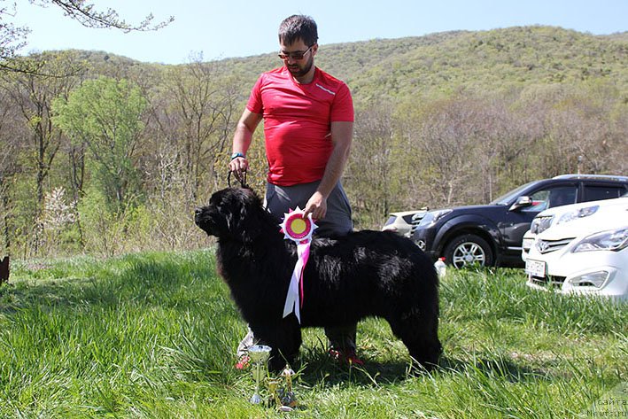 Фото: ньюфаундленд Акватория Келвин Навигатор (Aquatoriya Kelvin Navigator)