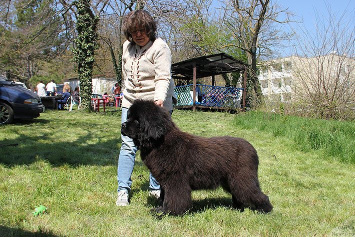 Фото: ньюфаундленд Орешка с Берега Дона