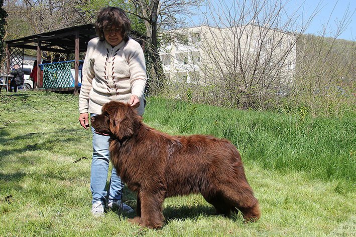 Фото: ньюфаундленд Лилу с Берега Дона (Lilu s Berega Dona)