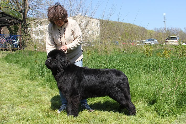 Фото: ньюфаундленд Жанетта с Берега Дона (Zhanetta s Berega Dona)
