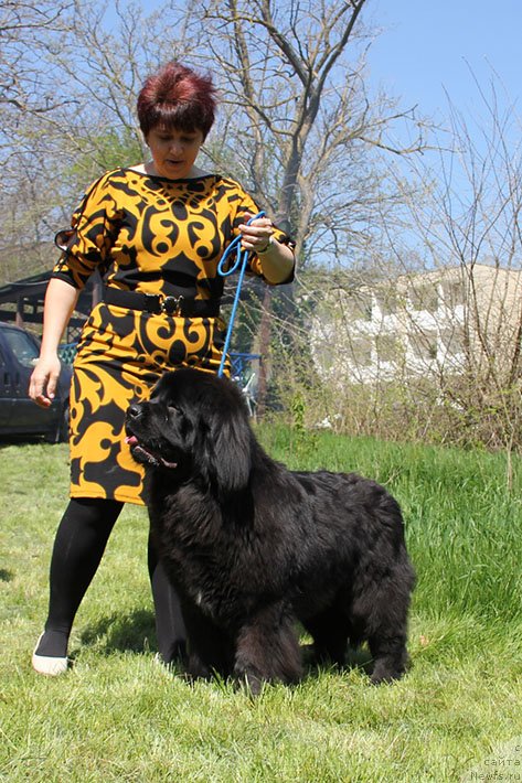 Фото: ньюфаундленд Жемчужина Кубани Женеве-Дебют (Zhemchuzhina Kubani Zheneve-Debyut)