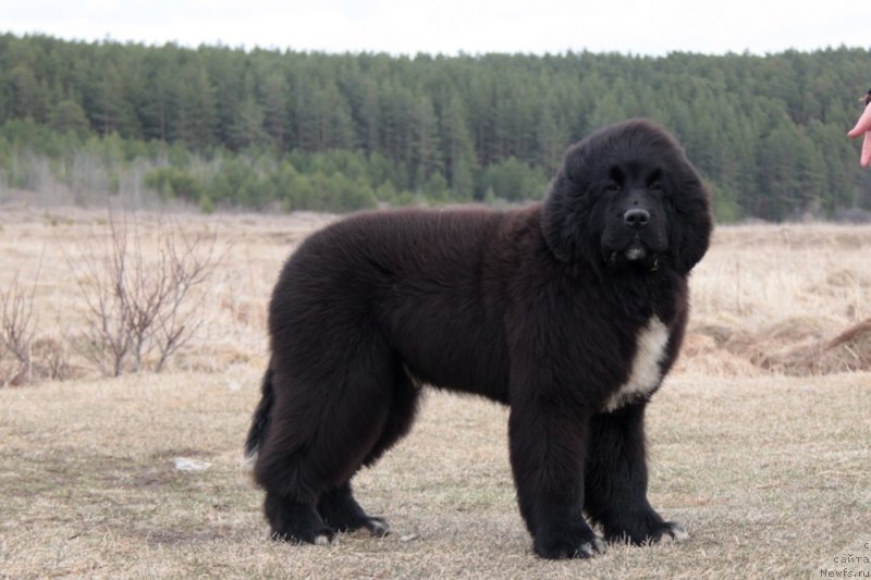 Фото: ньюфаундленд Аквиан Сонг Фостер
