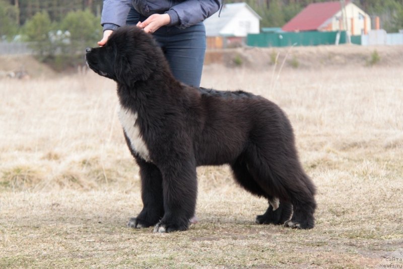 Фото: ньюфаундленд Аквиан Сонг Фостер