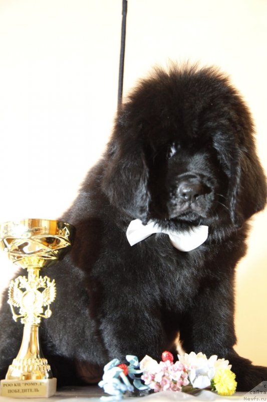 Фото: ньюфаундленд Перл оф Сиа Дипс Жизель