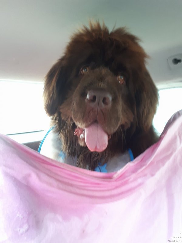 Фото: ньюфаундленд Браунблад МСК Аванти Дарлинг Кид (Brownblood MSK Avanti Darling Kid)