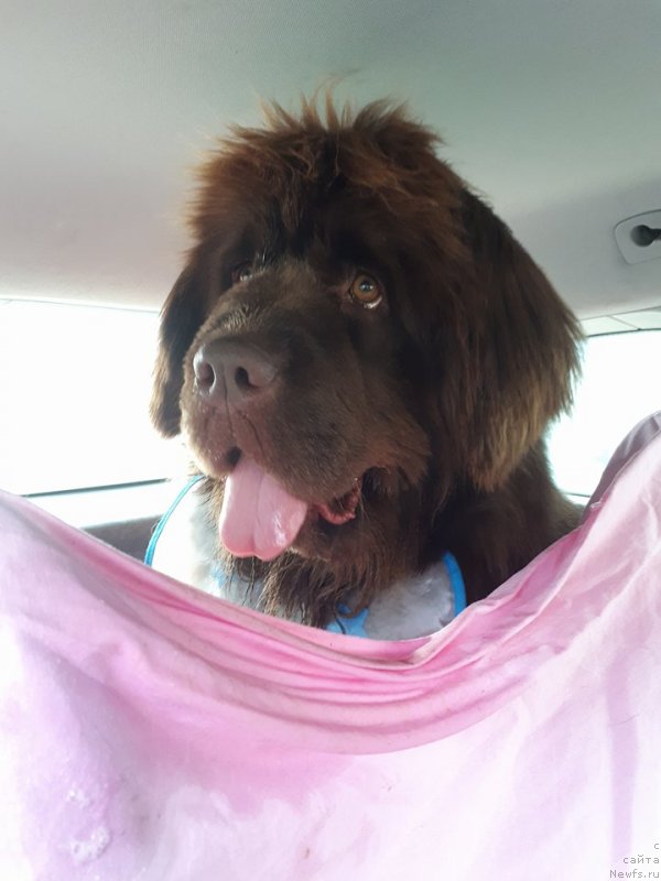 Фото: ньюфаундленд Браунблад МСК Аванти Дарлинг Кид (Brownblood MSK Avanti Darling Kid)