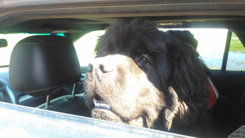 Фото: ньюфаундленд Династик Брэнч Инфэнэл Пауэ (Dynastic Branch Infernal Power)