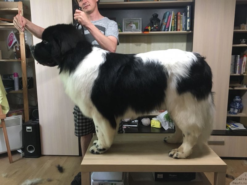 Фото: ньюфаундленд Адонис Ла Флёр