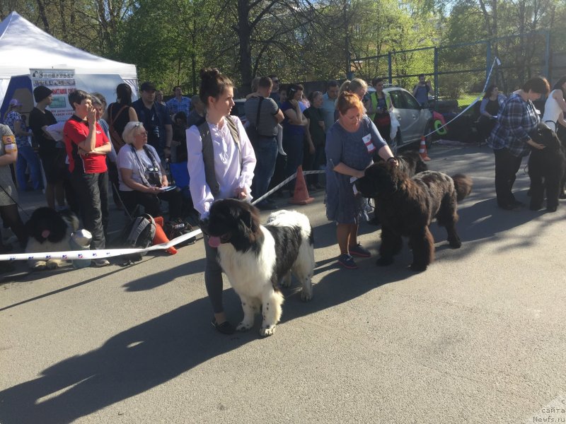 Фото: ньюфаундленд Адонис Ла Флёр