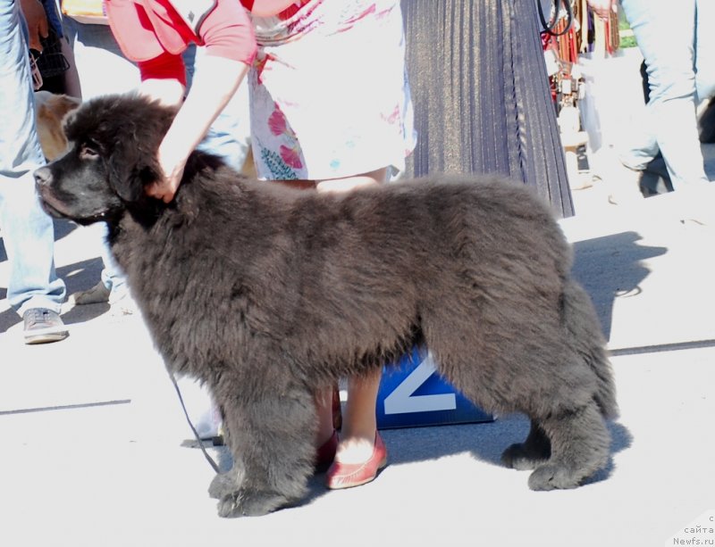Фото: ньюфаундленд Белкондер-Клаб Монблан (Belkonder-Club Mont Blanc)