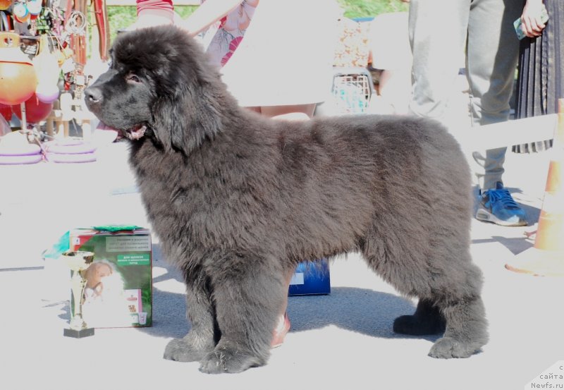 Фото: ньюфаундленд Белкондер-Клаб Монблан (Belkonder-Club Mont Blanc)