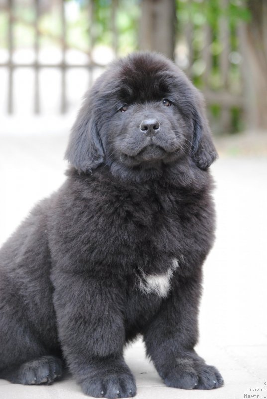 Фото: ньюфаундленд Моя Стихия Розалинда