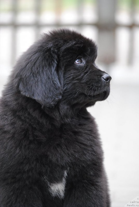 Фото: ньюфаундленд Моя Стихия Розалинда