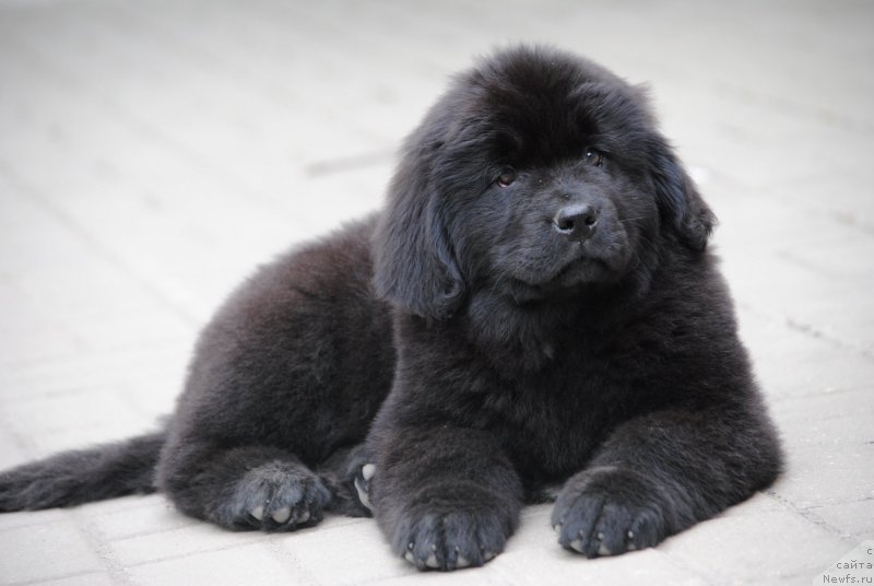 Фото: ньюфаундленд Моя Стихия Розалинда