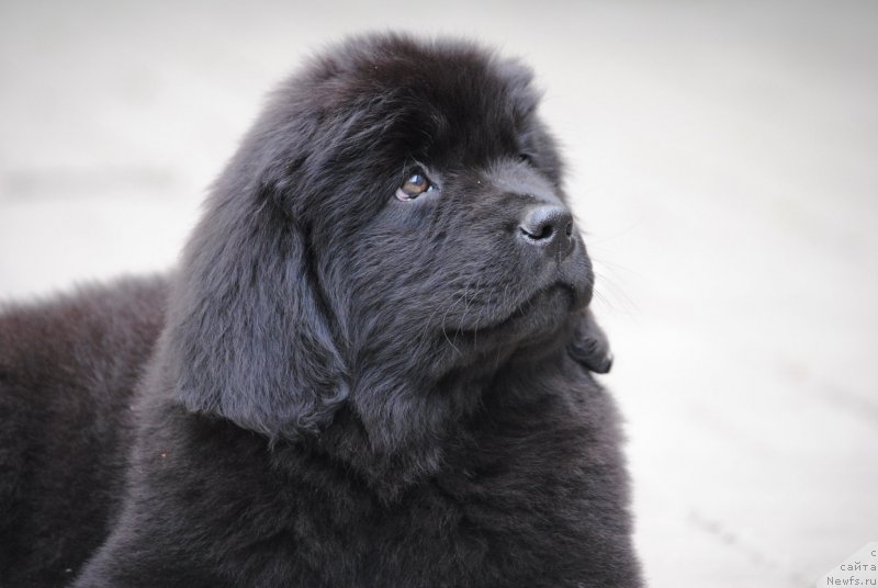 Фото: ньюфаундленд Моя Стихия Розалинда