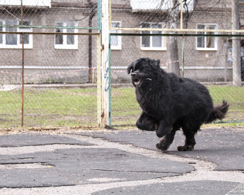 Фото: ньюфаундленд Кипер Соул Лайон Хэерт