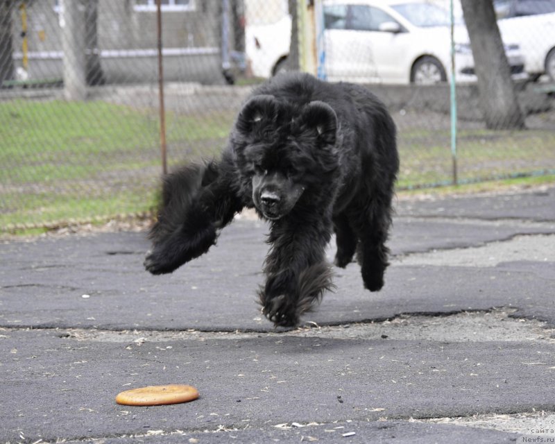 Фото: ньюфаундленд Кипер Соул Лайон Хэерт