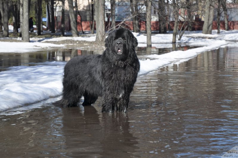 Фото: ньюфаундленд Кипер Соул Лайон Хэерт