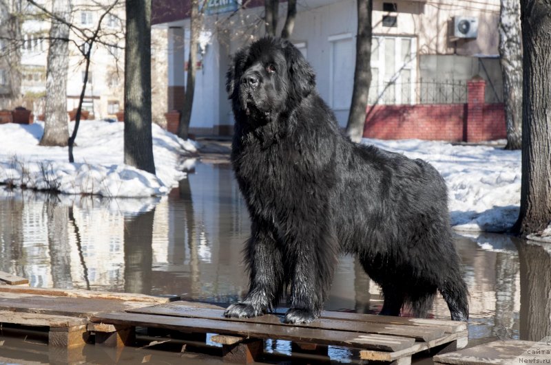 Фото: ньюфаундленд Кипер Соул Лайон Хэерт