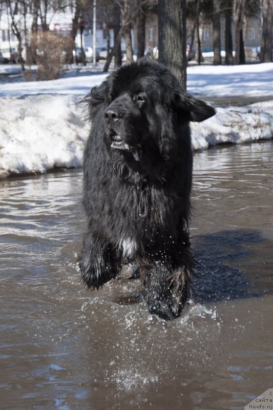 Фото: ньюфаундленд Кипер Соул Лайон Хэерт