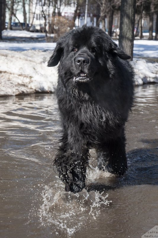 Фото: ньюфаундленд Кипер Соул Лайон Хэерт