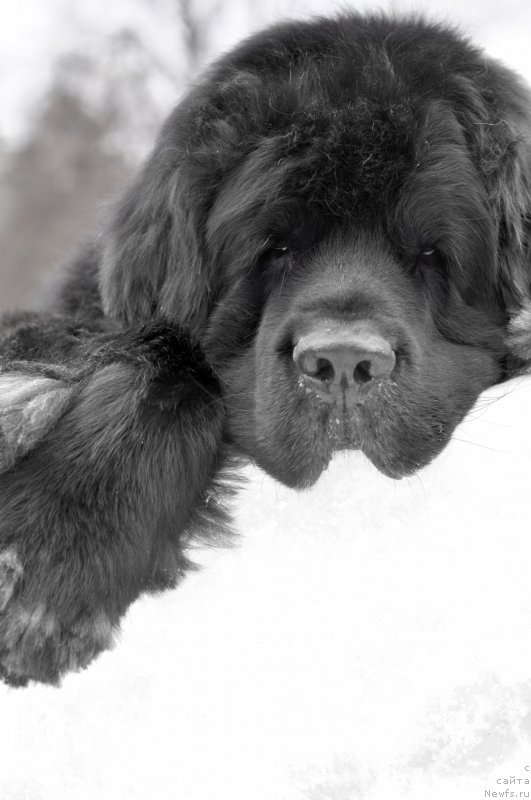 Фото: ньюфаундленд Кипер Соул Лайон Хэерт