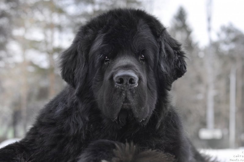 Фото: ньюфаундленд Кипер Соул Лайон Хэерт