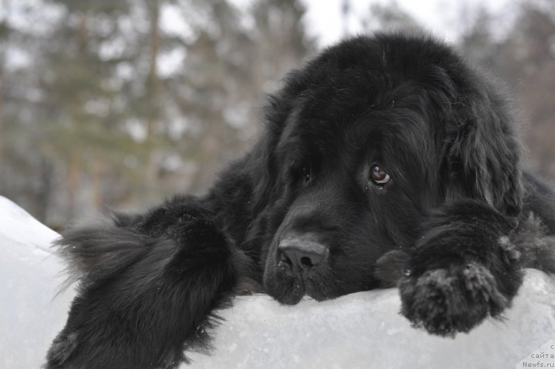 Фото: ньюфаундленд Кипер Соул Лайон Хэерт