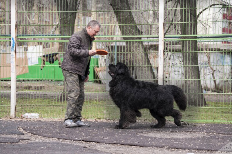 Фото: ньюфаундленд Кипер Соул Лайон Хэерт