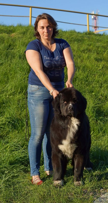 Фото: ньюфаундленд Питерньюф Ди Джей Хаос (Piternyuf DJ Chaos)