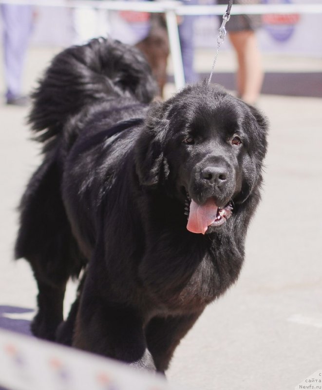 Фотография № 235706