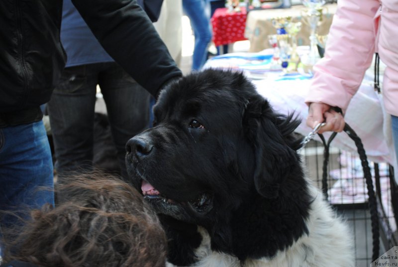 Фотография № 235720