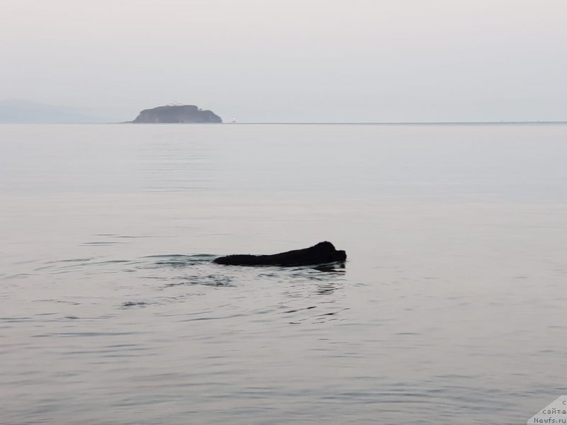 Фото: ньюфаундленд Талисман Моря Корвет (Talisman Morya Korvet)