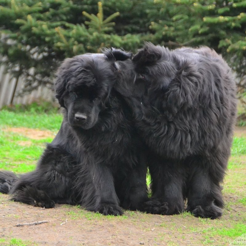 Фото: ньюфаундленд Талисман Моря Магия Волн, ньюфаундленд I'm Little Princess Midnight Bear