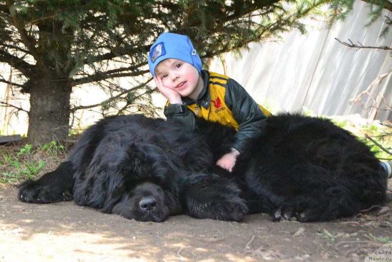 Фото: ньюфаундленд Талисман Моря Ла-Валетта