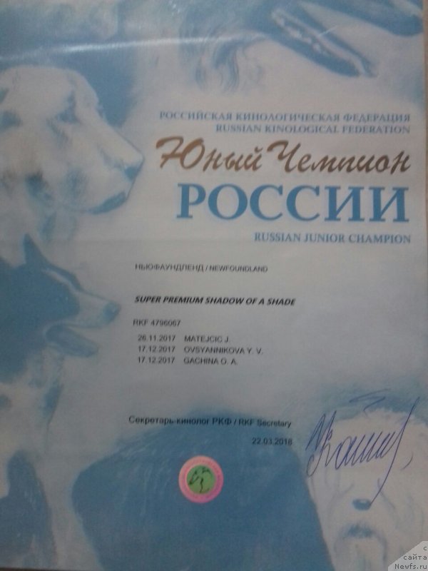 Фото: ньюфаундленд Супер Премиум Шадо оф э Шаде (Super Premium Shadow of a Shade)