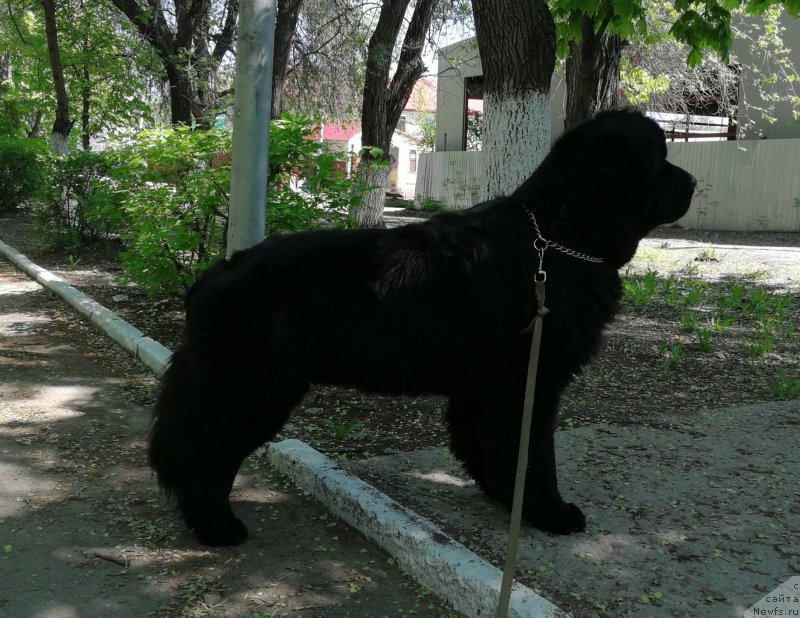 Фото: ньюфаундленд Черный Балу Лорд-Канцлер (Cherniy Balu Lord-Kantsler)