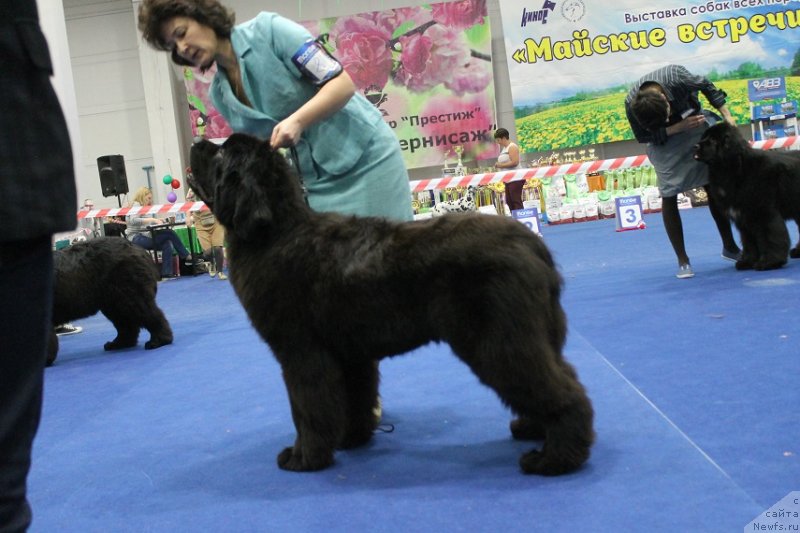 Фото: ньюфаундленд Супер Премиум Элеганс (Super Premium Elegans)