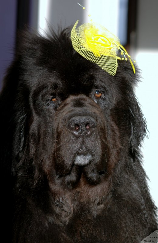 Фото: ньюфаундленд Ван Лен Тайм Олдер