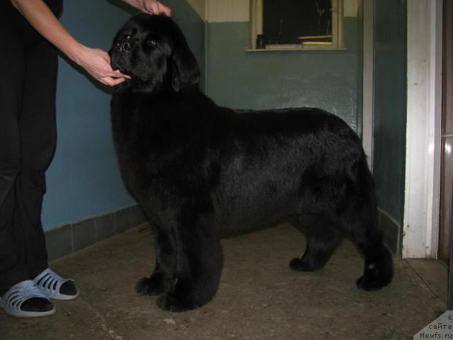 Фото: ньюфаундленд Норт Фэйс Лаванда