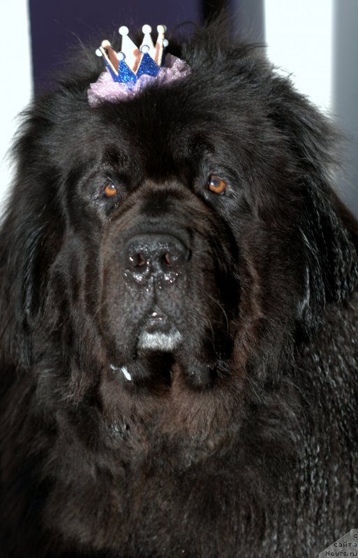 Фото: ньюфаундленд Ван Лен Тайм Олдер