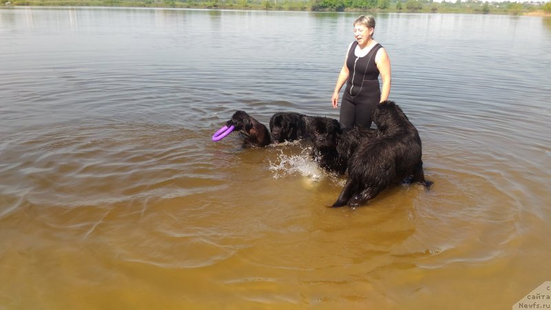 Фото: Екатерина Кузнецова, ньюфаундленд Старбимовлав Демофонт, ньюфаундленд Династик Брэнч Инфэнэл Пауэ (Dynastic Branch Infernal Power), ньюфаундленд Самая Любимая, ньюфаундленд Династик Брэнч Импоузин Лейди (Dynastic Branch Imposing Lady)