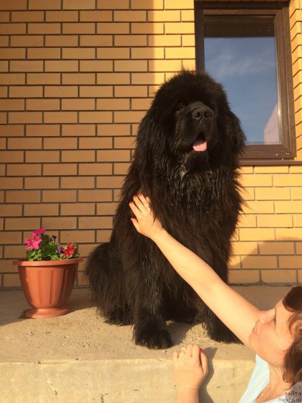 Фото: ньюфаундленд Сириус Большой Пес