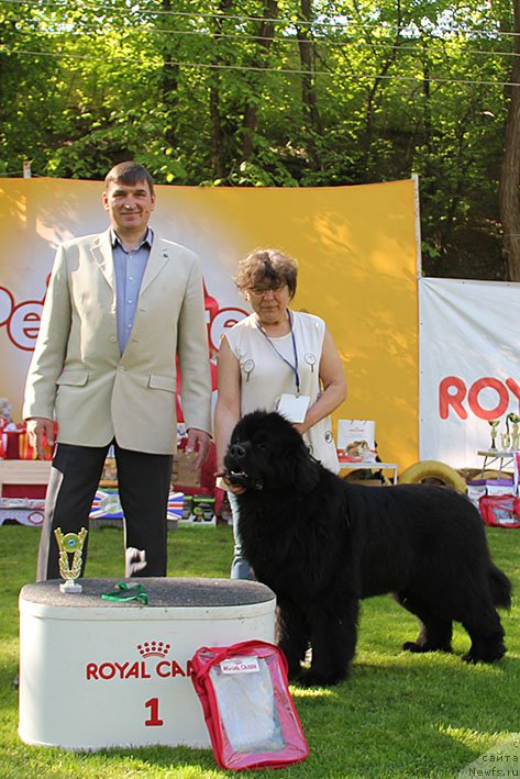 Фото: ньюфаундленд Жорж с Берега Дона (Zhorzh s Berega Dona)