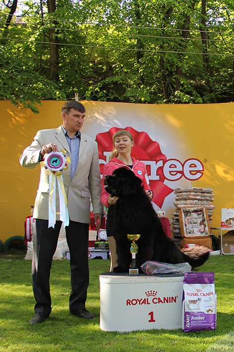 Фото: ньюфаундленд Лаура с Берега Дона (Laura s Berega Dona)