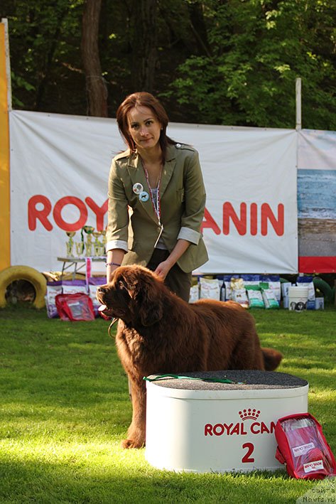 Фото: ньюфаундленд Лилу с Берега Дона (Lilu s Berega Dona)